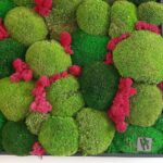 Détail boules de mousses et lichen fuchsia teinté au colorant alimentaire