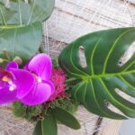 Détail végétaux semi naturels: orchidée et feuille de monstrea. (Voiron)